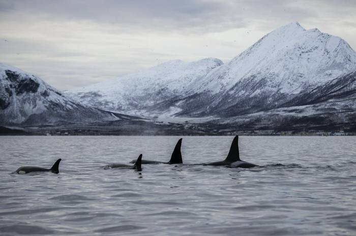 Orca, Northern Norway Fjords