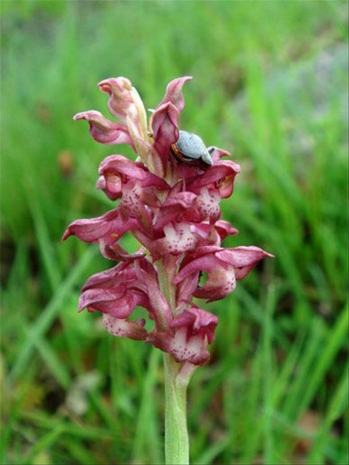 Orchis coriophora (John and Jenny Willsher)