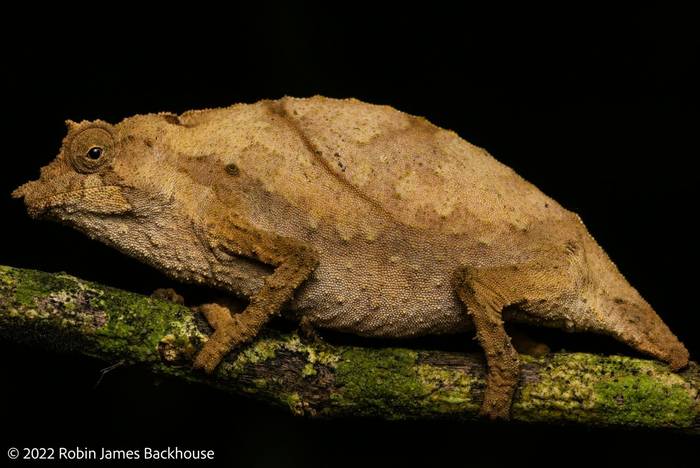 Boulenger's Pygmy Chameleon (Rhampholeon boulengeri) © Robin James Backhouse