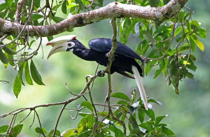 Palawan Hornbill (Palawan)