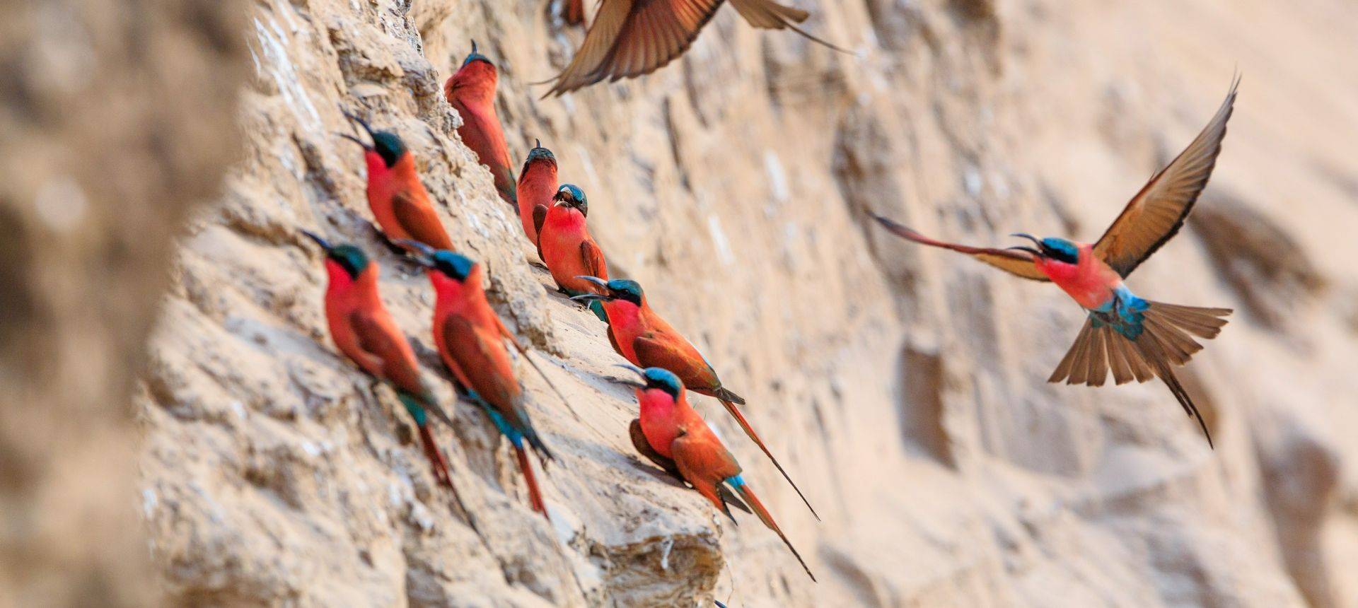 Northern Carmine Bee Eater Shutterstock 625696874