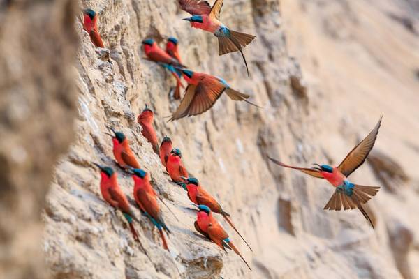 Northern Carmine Bee Eater Shutterstock 625696874