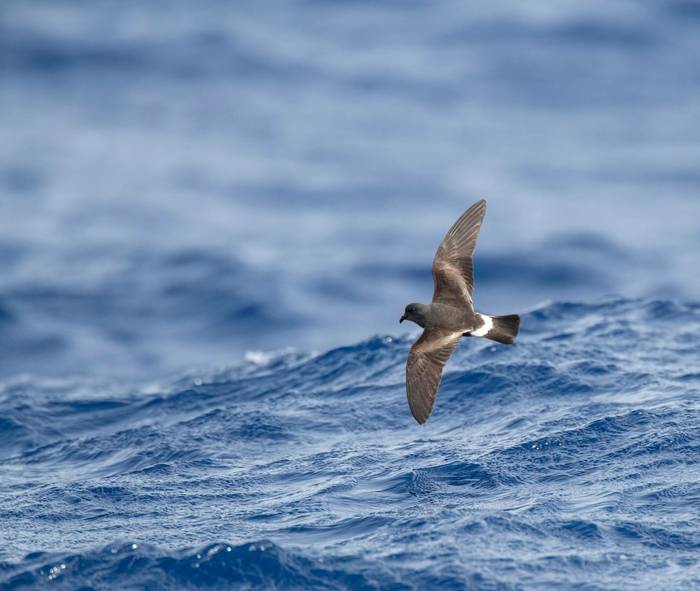 Madeiran Storm Petrel shutterstock_1438690058.jpg