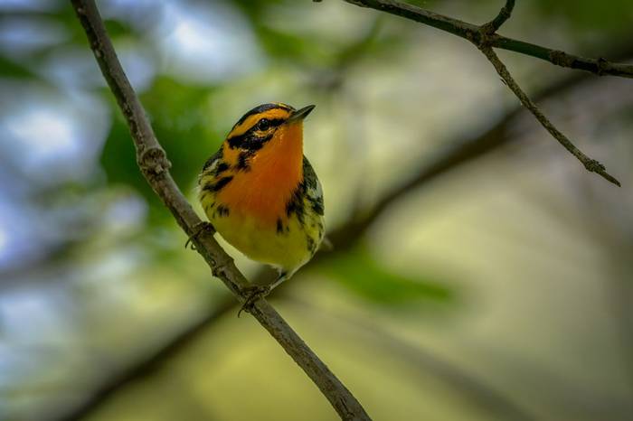 Blackburnian Warbler, Ohio shutterstock_1332960122.jpg