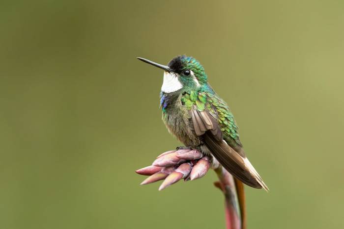 White-throated Mountaingem.jpg