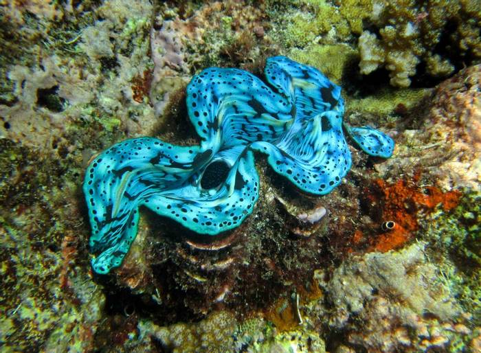 Giant clam © Charles Anderson