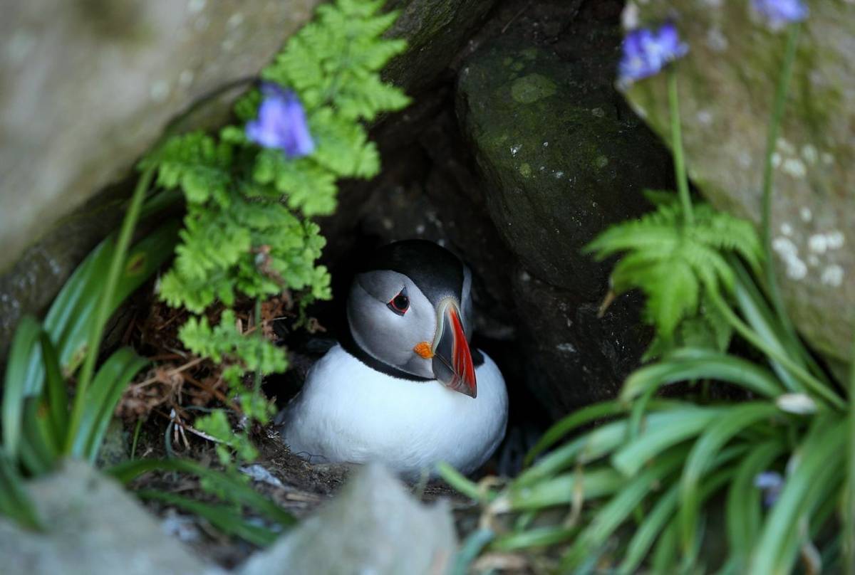Puffin (Matthew Capper) (2).jpg