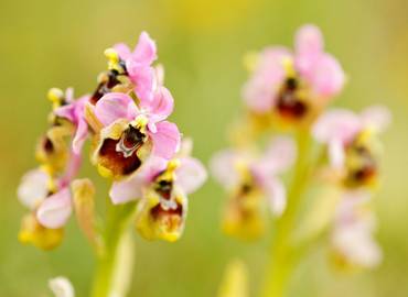 Flowers of Italy's Gargano Peninsula