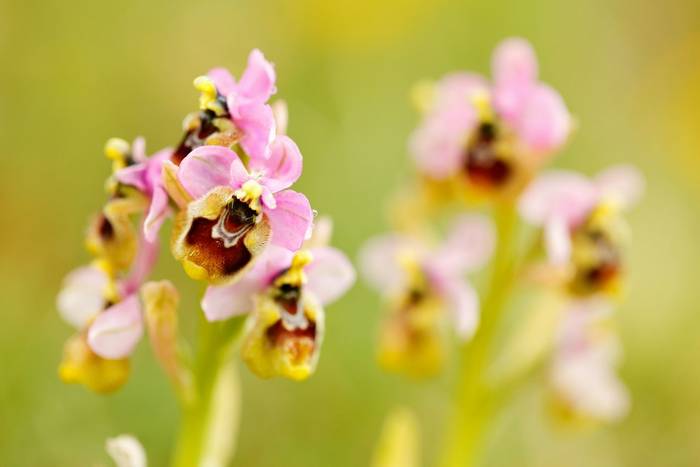 Sawfly Orchid, Gargano
