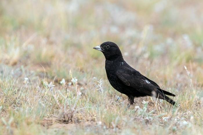 Black Lark shutterstock_1643803003.jpg