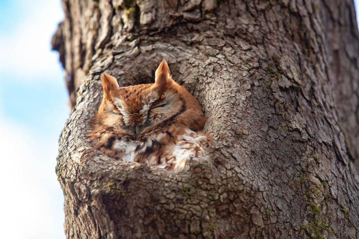 Eastern Screech Owl, Ohio shutterstock_1882117822.jpg