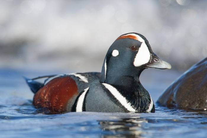 Harlequin Duck shutterstock_2654470837.jpg