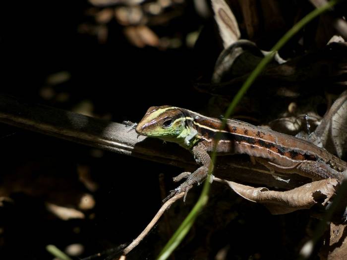 Striped Forest Whiptail.JPG