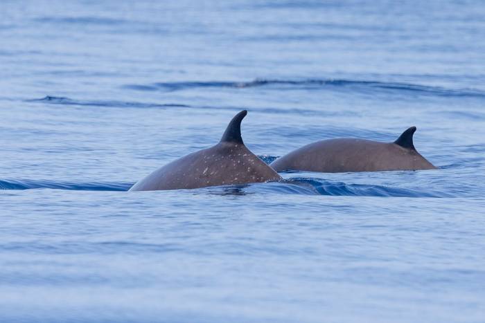 Sowerby's Beaked Whales (Sara Frost).jpg