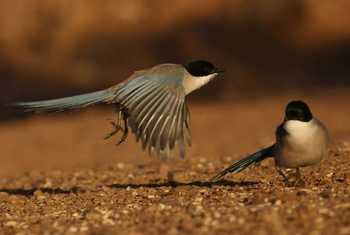 Iberian Magpies (David Jackson).jpeg