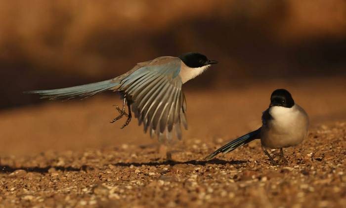 Iberian Magpies (David Jackson).jpeg