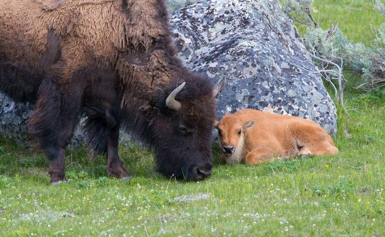 American Rockies - Wildlife - Byson Family in Yellowstone National Park - AdobeStock_155556463.jpeg