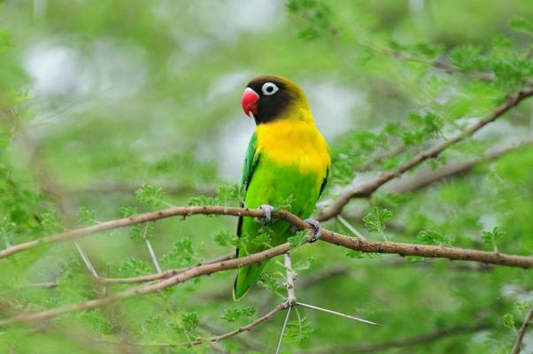 Yellow-collared Lovebird shutterstock_1700627752.jpg