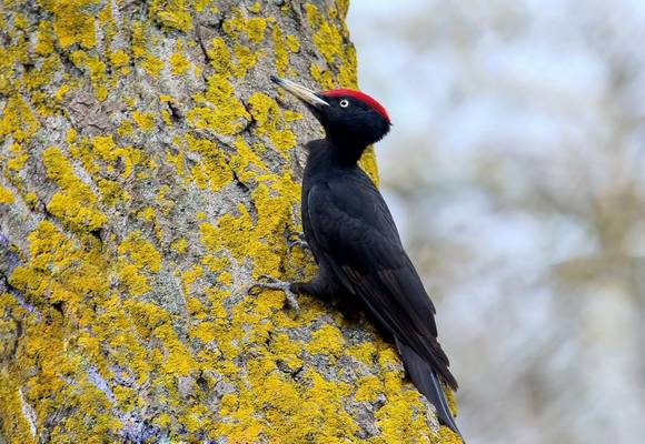 Black Woodpecker shutterstock_776378848.jpg