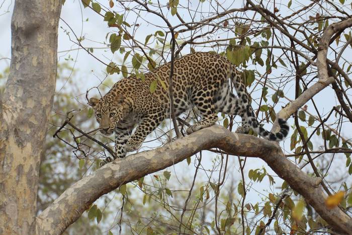 Leopard (Duncan Woodhead) (2).jpg