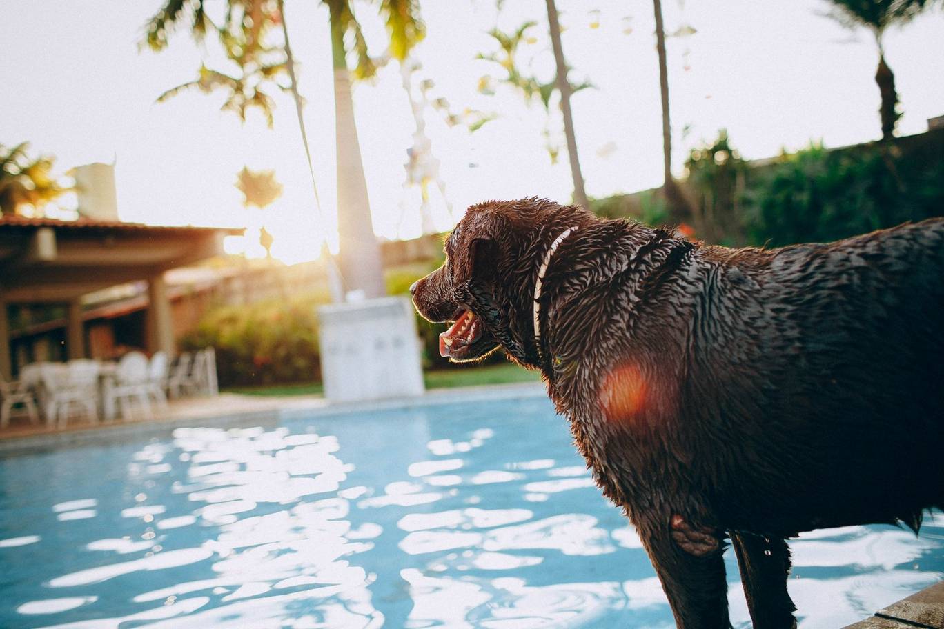 dog friendly holidays with swimming pools