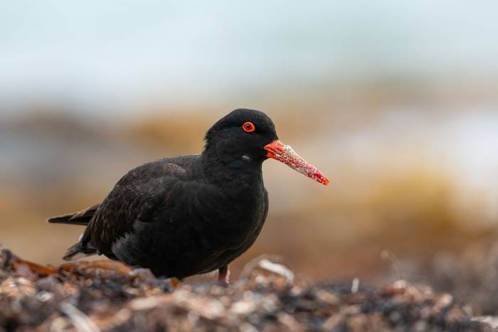 Sooty Oystercatcher, Australia shutterstock_2712677435.jpg
