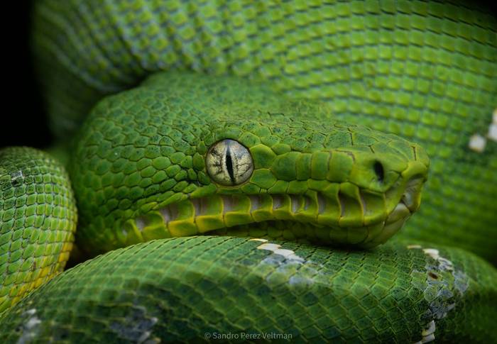 Emerald Tree Boa (Corallus caninus) © Sandro Perez Veltman