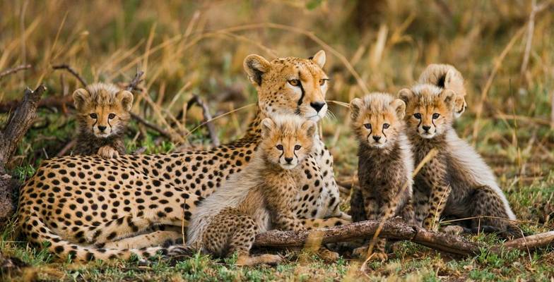 Cheetah (Gudkov Andrey Shutterstock 256381822)