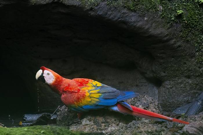 Scarlet Macaw © Jaime Culebras, February 2024 Naturetrek tour
