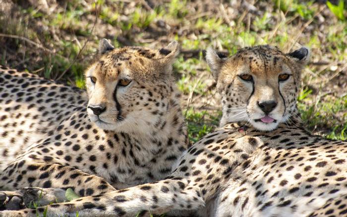 Cheetah by Kevin Elsby.jpg