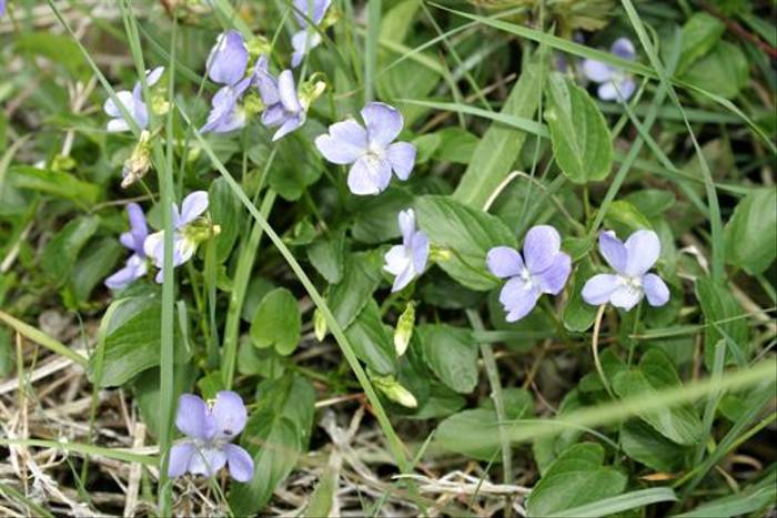 Hybrid violets, Viola canina x persicifolia (Maureen Ponting)