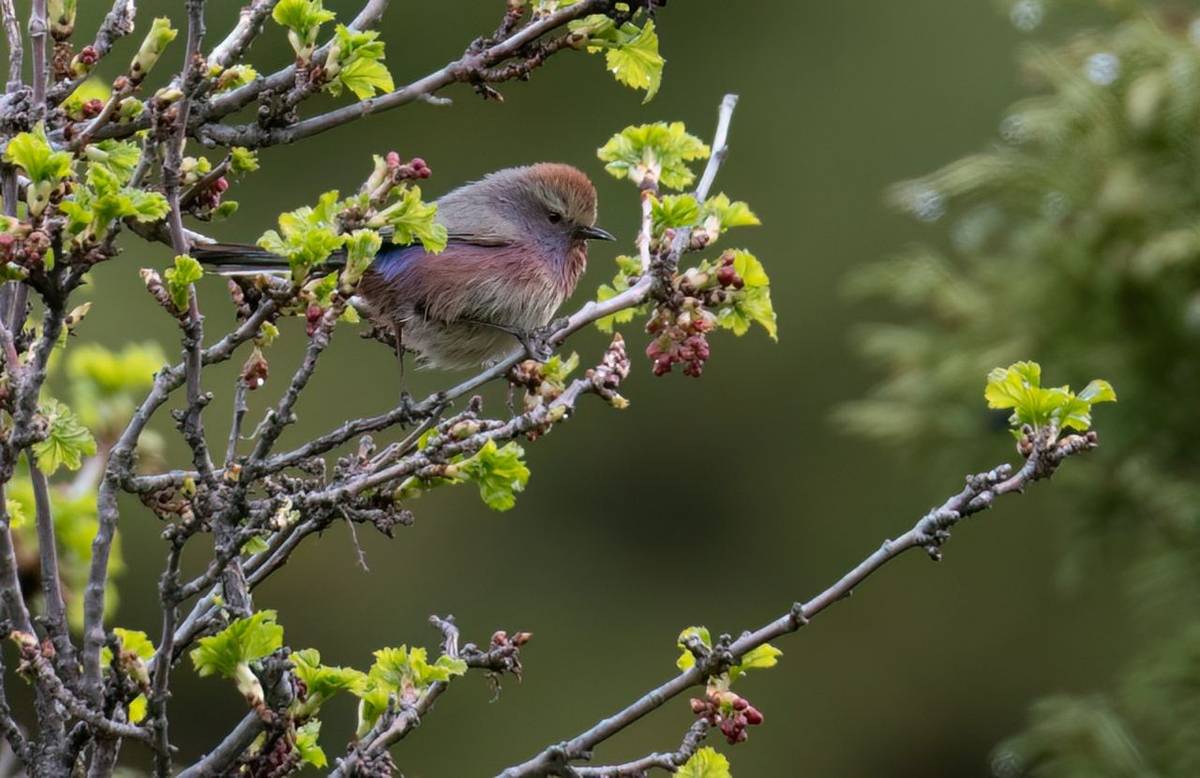White-browed Tit-warbler © Chris Griffin, May 2025