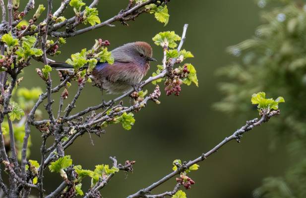 White-browed Tit-warbler © Chris Griffin, May 2025