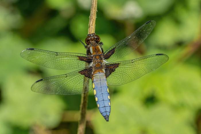 Male Broad-bodied Chaser by Stephen Barlow.jpg