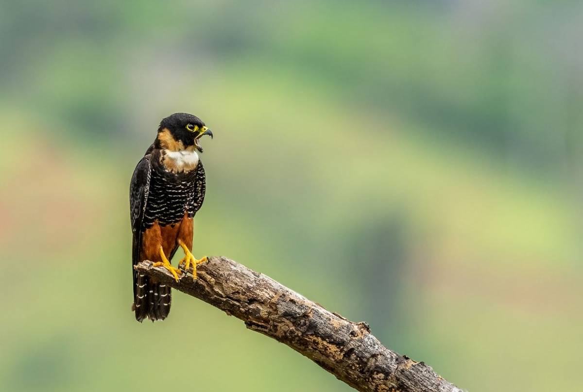Bat Falcon
