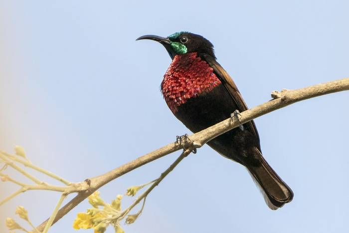SCARLET-CHESTED SUNBIRD, KEVIN ELSBY FRPS (2).jpg