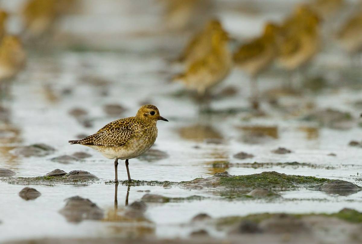 Golden plover shutterstock_116600242.jpg