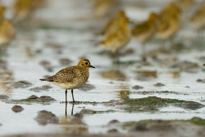 Golden plover shutterstock_116600242.jpg