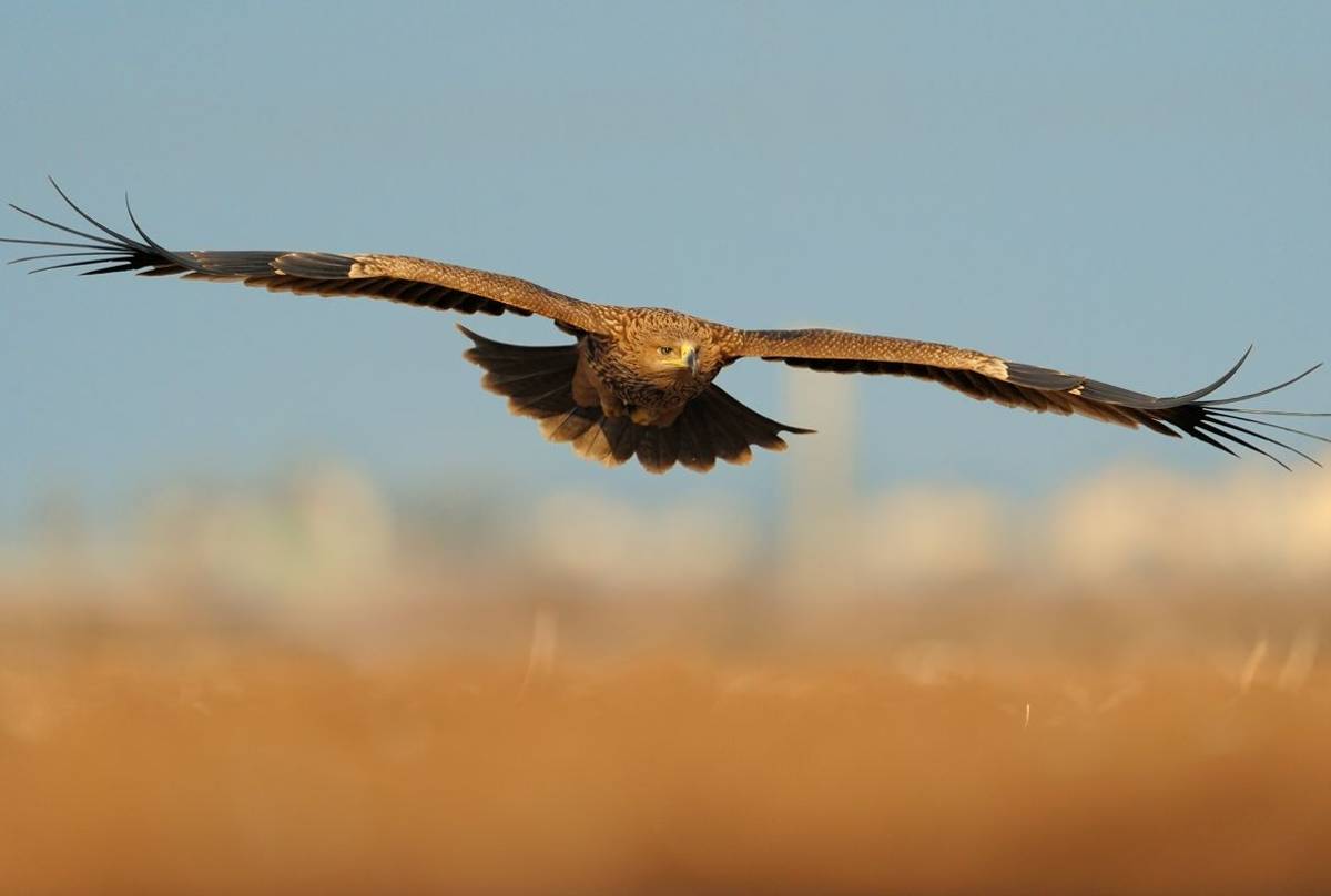 Eastern Imperial Eagle