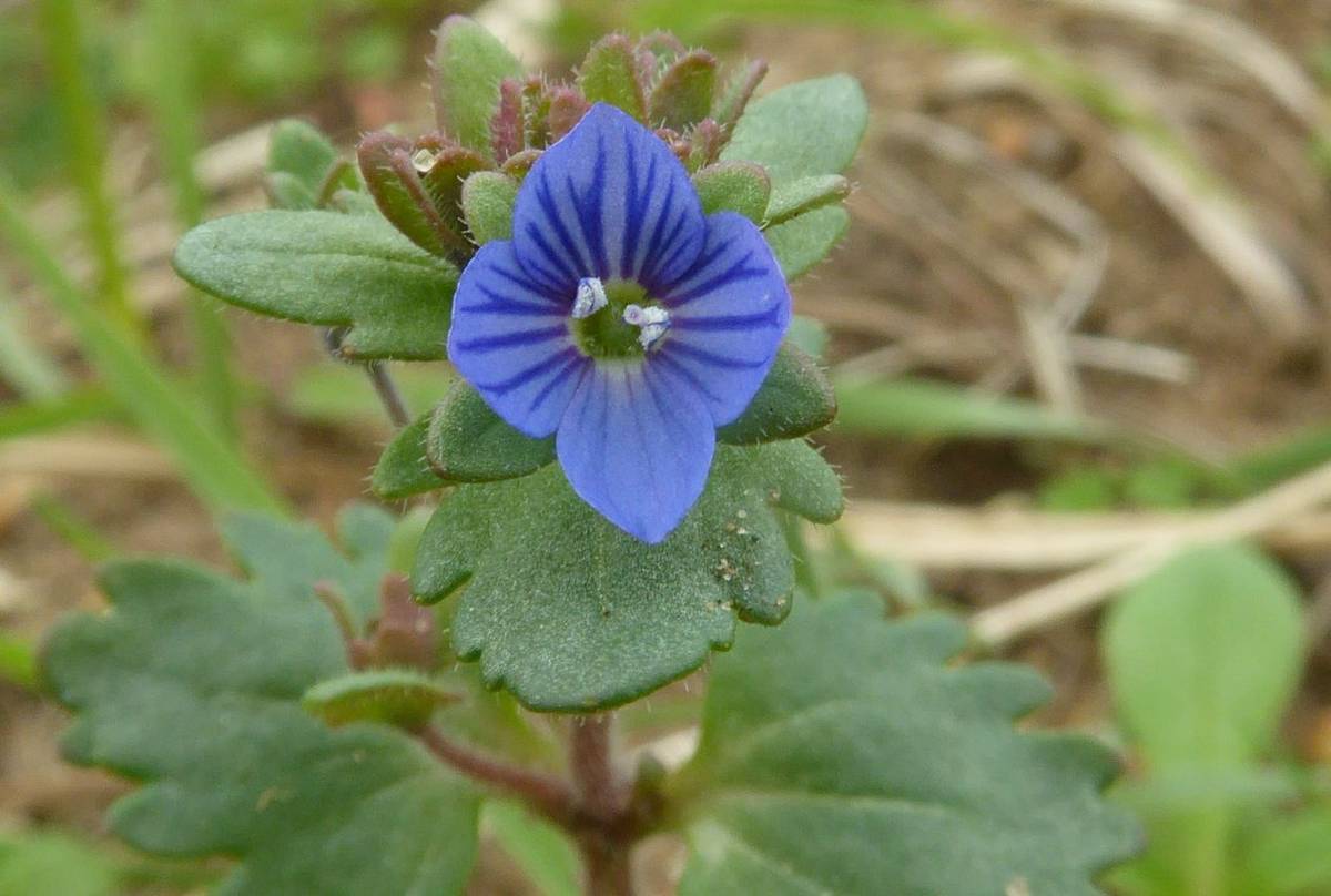 Breckland Speedwell007web.jpg