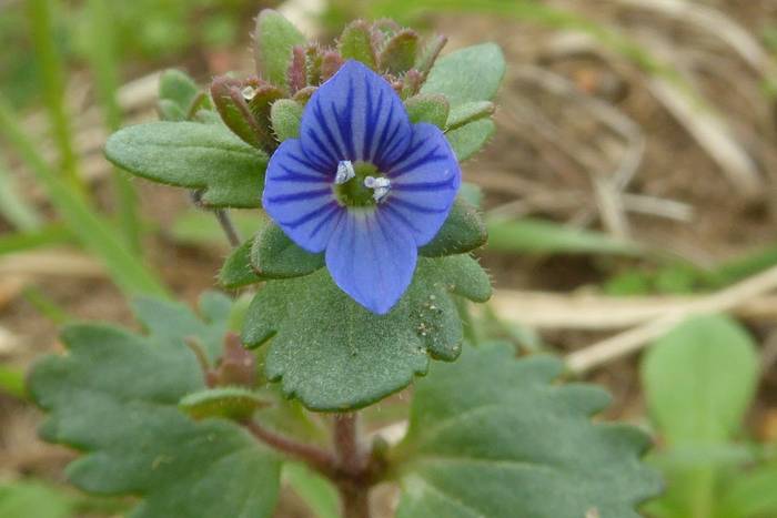Breckland Speedwell007web.jpg