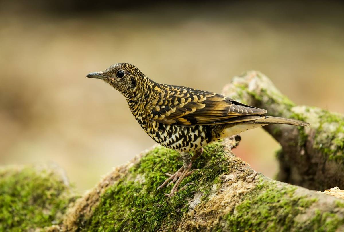 White’s Thrush.jpg