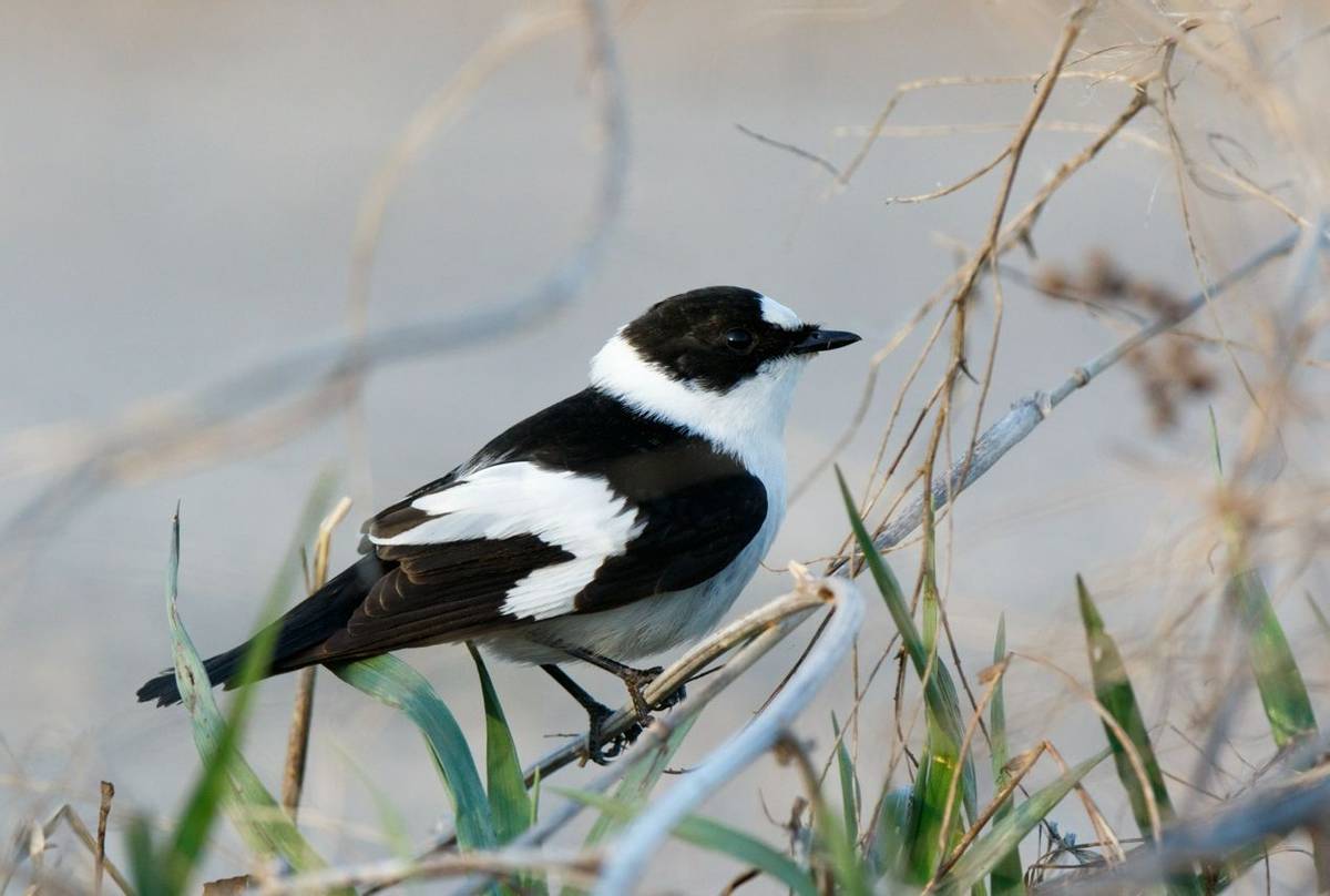 Collared Flycatcher