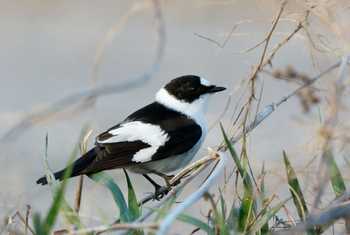 Collared Flycatcher