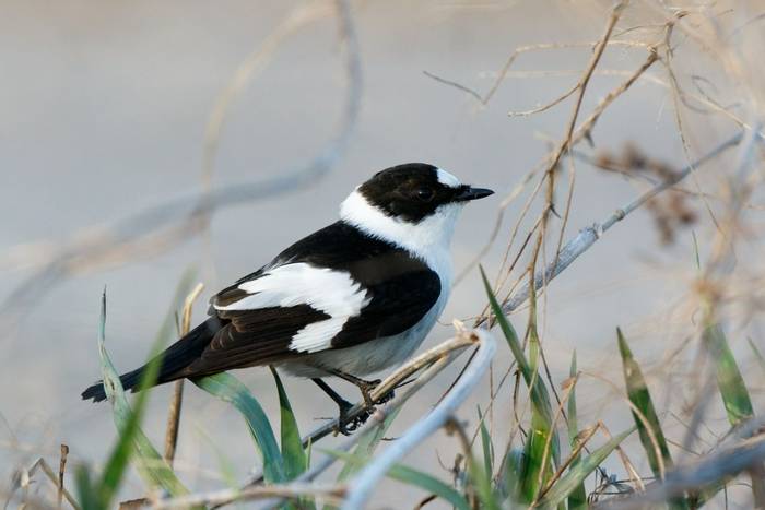 Collared Flycatcher