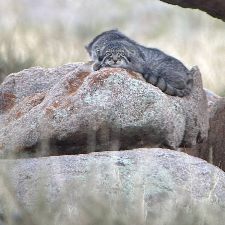 Pallas's Cat, Margaz, Mongolia