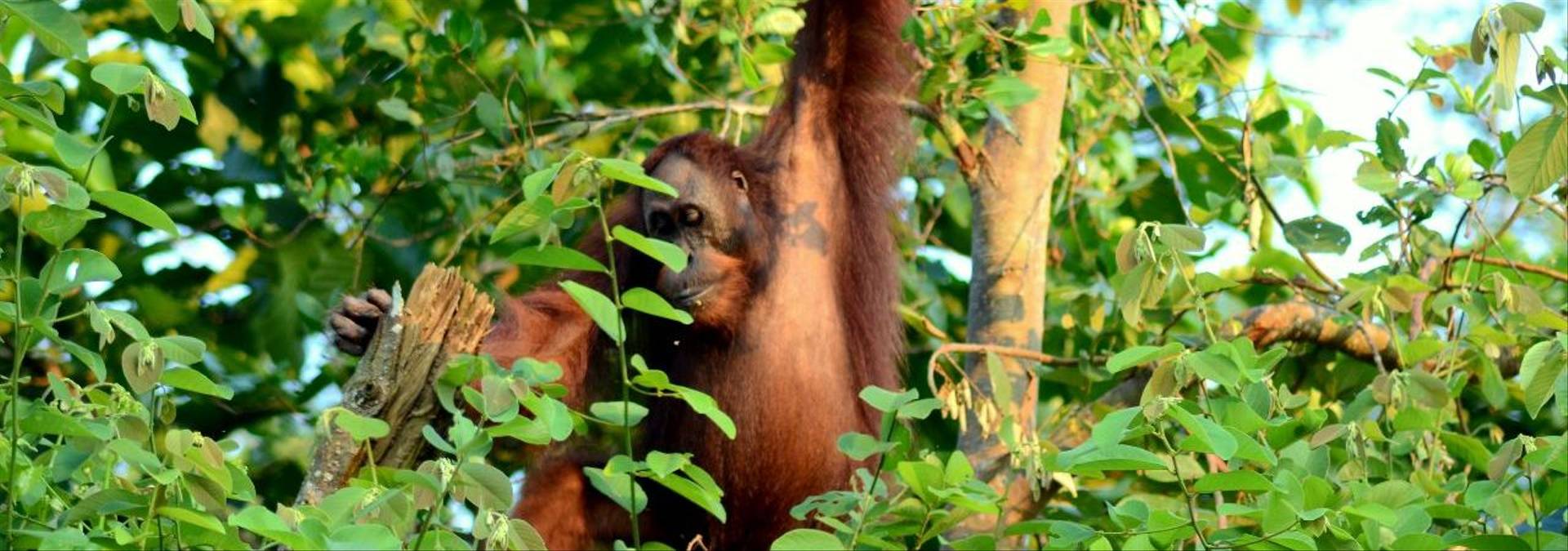 Orangutan 2   Borneo   Credit Borneo Dream