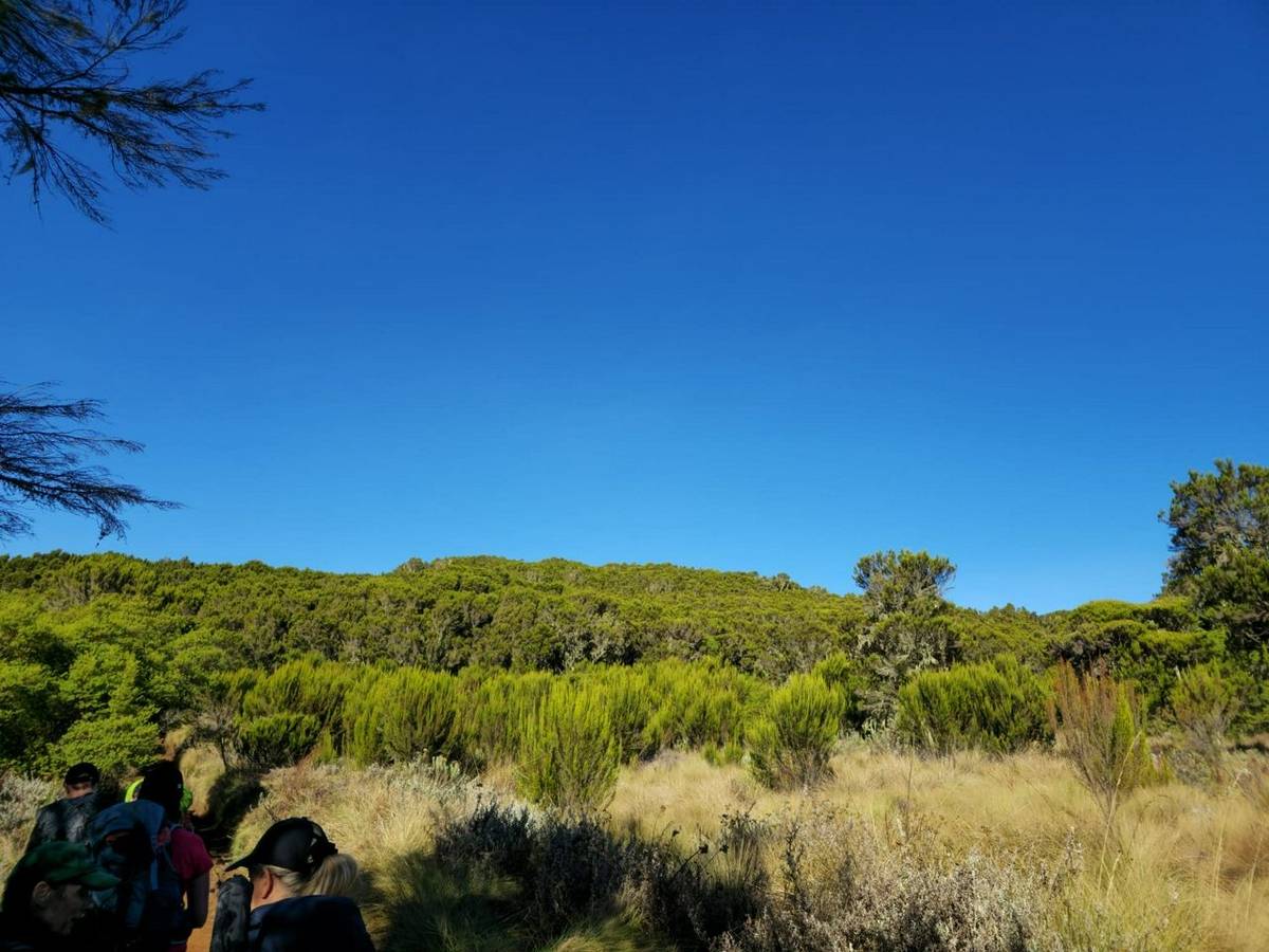 Kilimanjaro Marangu Route Trees.jpeg