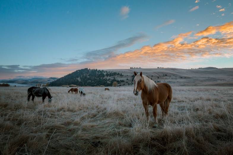 ranch-rock-creek-signature-images-Horse-Pasture-Sunset.jpg