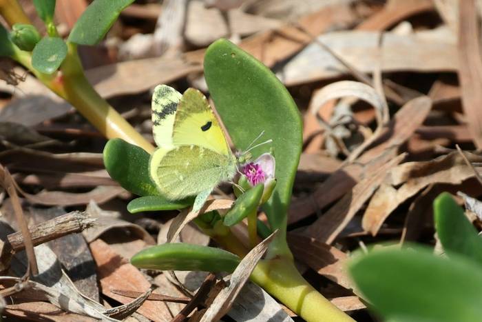 Greenish Black-tip © Dave Jackson, November 2025 tour